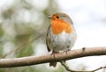 A pretty Robin, redbreast, Erithacus rubecula, perching on a branch in a tree. Royalty Free Stock Photo