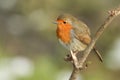 A pretty Robin, redbreast, Erithacus rubecula, perching on a branch of a tree in winter. Royalty Free Stock Photo