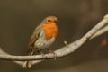 A pretty Robin, redbreast, Erithacus rubecula, perching on a branch of a tree in woodland. Royalty Free Stock Photo
