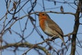 A pretty Robin, redbreast, Erithacus rubecula, perching on a branch of a tree in woodland.