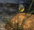 Western Yellow Robin in Australia