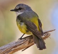 Western Yellow Robin in Australia