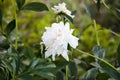 Pretty and romantic flowers in floral shop. bouquet of white peony. beautiful natural pink peonies. concept of coziness and