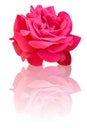 Pretty rose