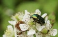 A Pretty Rose Chafer Or The Green Rose Chafer Beetle, Cetonia Aurata, Nectaring On A Bramble Flower.