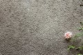 Pretty rose on a concrete background