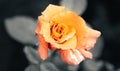 Pretty rose flower close up photo