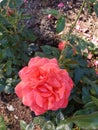 Pretty rose