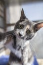 Pretty sad three-colored cat makes her self-portrait, taking her Royalty Free Stock Photo