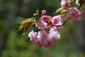 Pretty Sakura Cherry Blossoms Flowering Royalty Free Stock Photo
