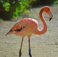 Pretty Flamingo at Chester Zoo UK
