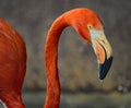 Pretty Flamingo at Chester Zoo UK