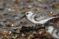 A pretty Sanderling, Calidris alba, is feeding at the edge of the sea as the tide comes back in.