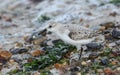 A Sanderling, Calidris alba, is feeding at the edge of the sea as the tide comes back in.