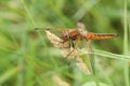 A stunning Scarce Chaser Dragonfly Libellula fulva perching on a grass seed head.