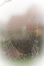 A pretty scary frightening spider web for halloween