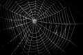 A pretty scary frightening spider web for halloween