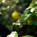 Pretty scary frightening spider web in garden