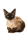 Pretty seal point devon rex cat with blue eyes lying down looking straight into the camera seen from the sid Royalty Free Stock Photo