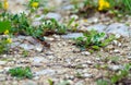 Pretty shades of different color dragonfly sits on on the road Royalty Free Stock Photo