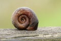 The shell of a Ramshorn Snail, Planorbidae, resting at the side of a pond in the UK.