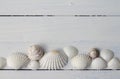 Pretty shells all in a row