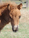 Foal Headshot