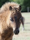 Foal Headshot