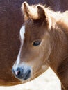 Shetland Pony Foal Royalty Free Stock Photo