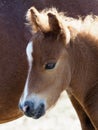 Shetland Pony Foal Royalty Free Stock Photo