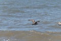This pretty shorebird was soaring over the ocean when I took this picture. The pretty brown feathers and the wings spread out.