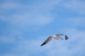 Pretty shot of seagull flying across a blue sky Royalty Free Stock Photo