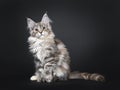 Amazing silver tortie Maine Coon cat on black background Royalty Free Stock Photo