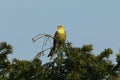 A pretty singing male Yellowhammer, Emberiza citrinella, perching in a tree.