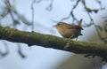 A singing Wren Troglodytes troglodytes perched on a branch in a tree. Royalty Free Stock Photo