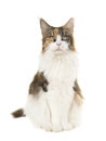 Pretty sitting female adult main coon cat seen from the front looking at the camera