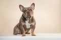 Pretty sitting french bulldog dog looking at the camera on a cream colored background