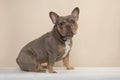 Pretty sitting french bulldog dog seen from the side looking at the camera on a cream colored background Royalty Free Stock Photo