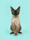 Pretty sitting seal point devon rex cat with blue eyes on a mint blue background