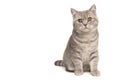 Pretty sitting silver tabby british shorthair cat looking at the camera isolated on a white background