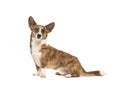 Pretty sitting welsh corgi seen from the side