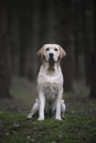 Pretty sitting yellow labrador retriever looking at the camera in a dark forest with trees in the background