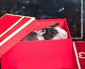 Skinny guinea pig sits in red box