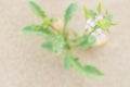 Pretty Small Delicate White Flower with Green Leaves Growing in the Sand on the Beach by the Ocean. Purity Tranquility Serenity