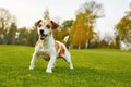 Pretty small Jack Russell terrier