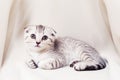 Pretty small kitten conveniently lies on the beige textile. Royalty Free Stock Photo