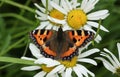 A pretty Small Tortoiseshell Butterfly, Aglais urticae, nectaring on a Dog Daisy flower.