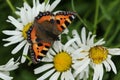 A pretty Small Tortoiseshell Butterfly, Aglais urticae, nectaring on a Dog Daisy flower.