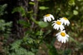 Pretty small white flowers camomile of Pyrethrum cinerariifolium. Organic insect repellent. Royalty Free Stock Photo