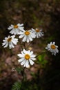 Pretty small white flowers camomile of Pyrethrum cinerariifolium. Organic insect repellent. Royalty Free Stock Photo